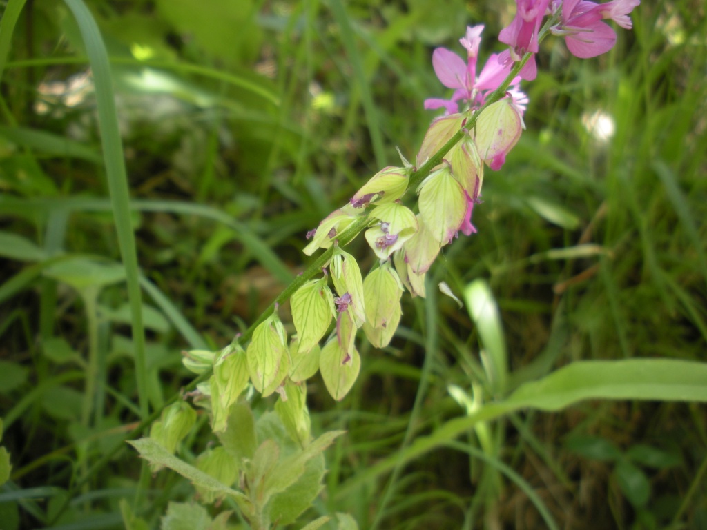 Polygala sp.